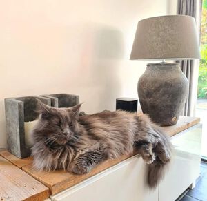 Schapendoes Maine Coon Moos